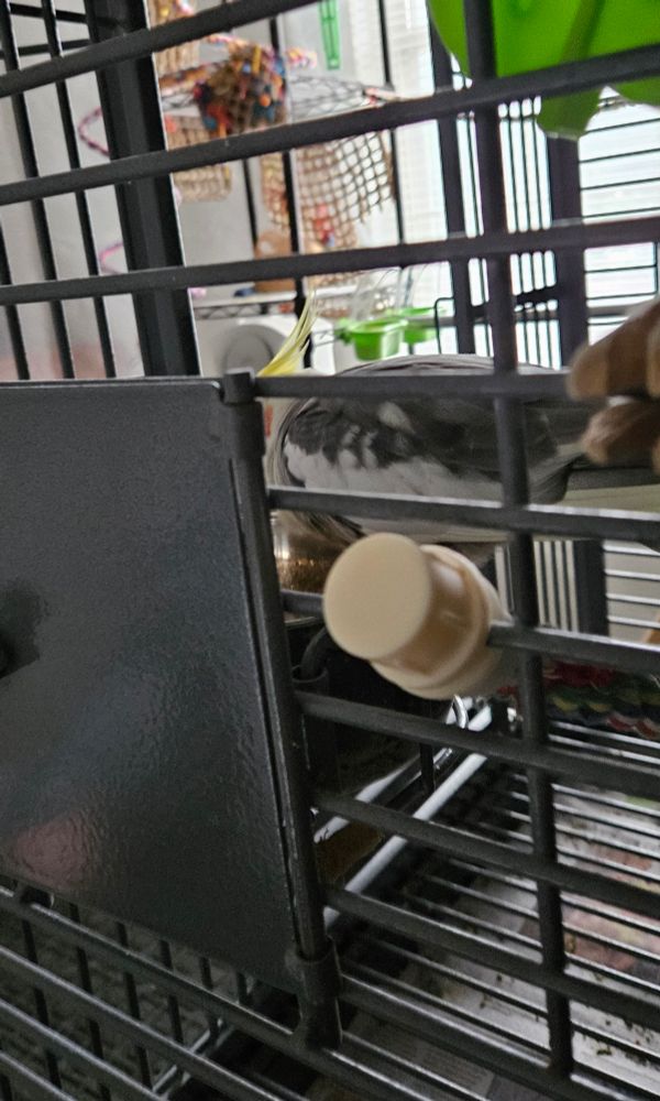 A male pied cockatiel with a very nice yellow crest is perched on his stainless steel food dish having a breakfast of Harrison's pellets.