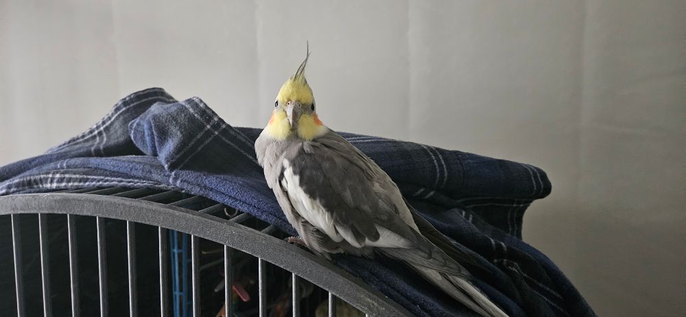 A male normal grey cockatiel perched on the rounded top of his cage, with a blue plaid blanket behind him.