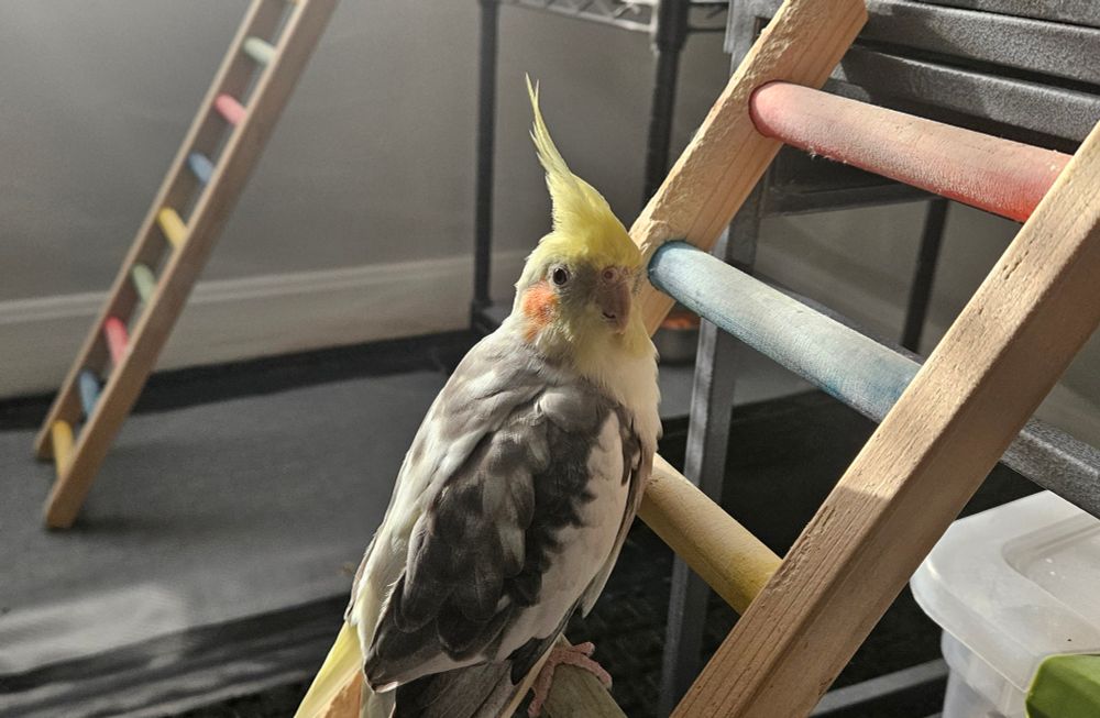 A pied cockatiel is standing on a rainbow colorful wooden ladder. There is another rainbow colorful wooden ladder behind him leading up to a bird play area.