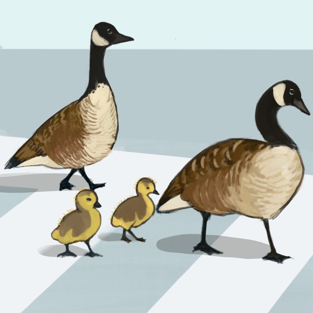 two adult geese crossing across the street with their babies 