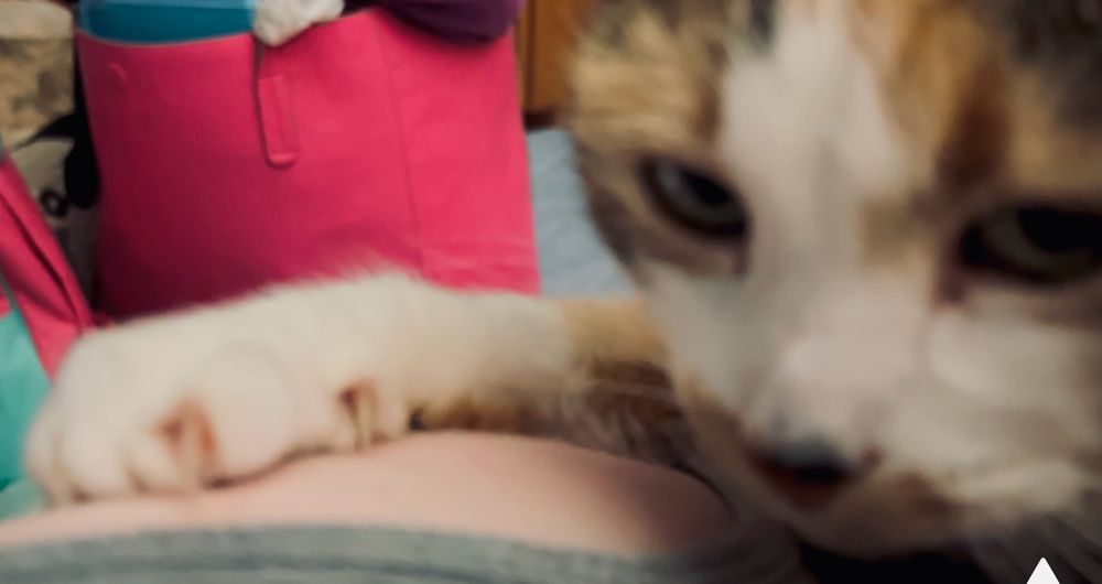 Extreme closeup of a Calico cat with her little white paw resting on my arm. Her claws are fully extended and she has a determined expression on her face. 