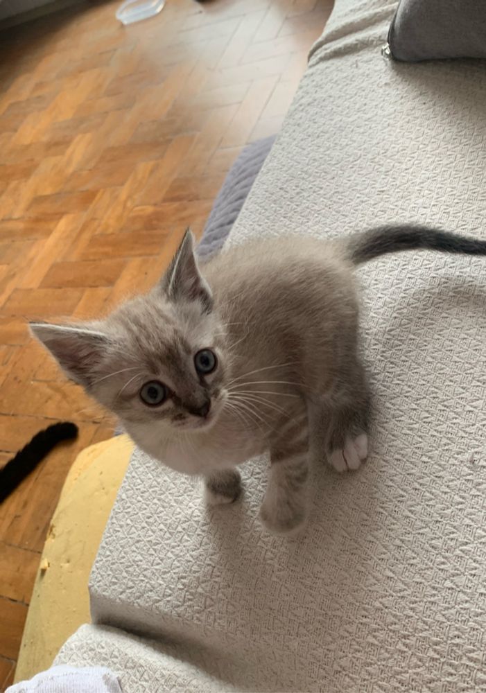 Uma gatinha filhote, bem pequena, acinzentada, olhando para fora da foto com os olhos esbugalhados. Ela está sentada em cima de um sofa coberto com uma manta de cor creme.