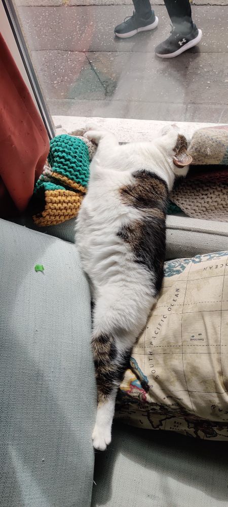 Autre photo de Connor qui dort au même endroit mais prise de l'intérieur de la maison pour montrer à quel point il est étiré sur le rebord de la fenêtre et sur le fauteuil derrière. 