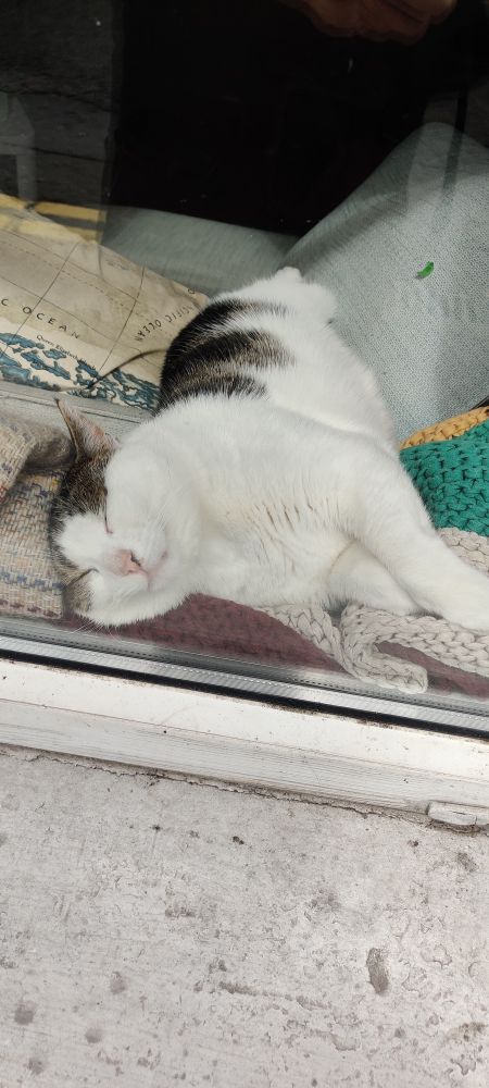 Photo de mon chat Connor qui dort sur le rebord d'une fenêtre, prise depuis la rue, à travers la fenêtre. 