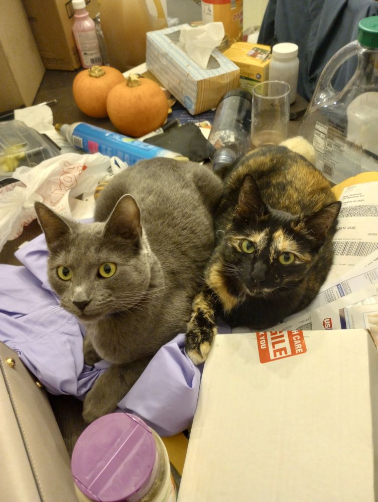 A gray cat and a tortie cat snuggle in a disorganized environment
