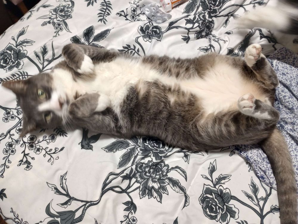 Gray and white cat shows his fluffy belly