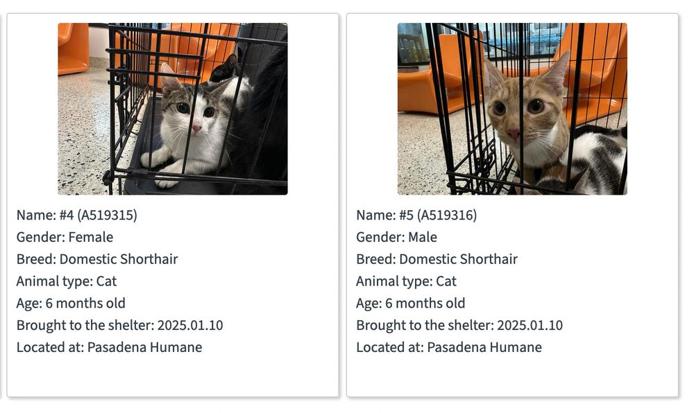 Screen shot of a couple of cats listed in the database. One is a grey and white, and the other is an orange and white cat.
