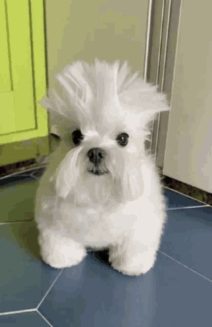 Dog with a clean ass cut