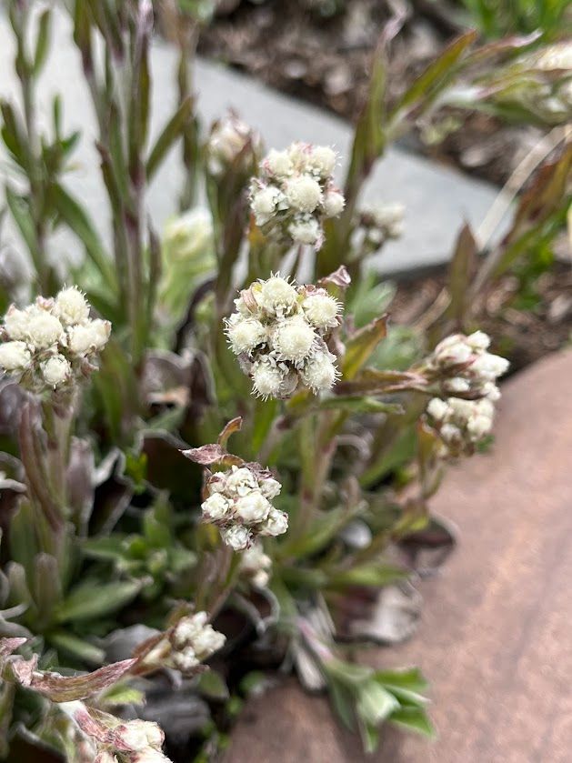 Multiple native pussytoes (Antennaria sp.) flower heads - with soft white hairy buds (not quite open I think?) on dark greenish stems. Background is basal foliage with a large rock. Not sure which pussytoe this is either plaintain or field. 