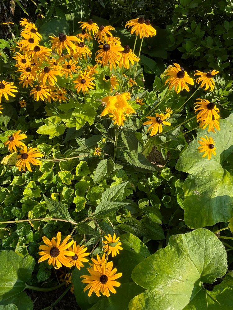 Small pumpkin flower sort of blending in with cluster of black-eyed susans (Rudbeckia fulgida)