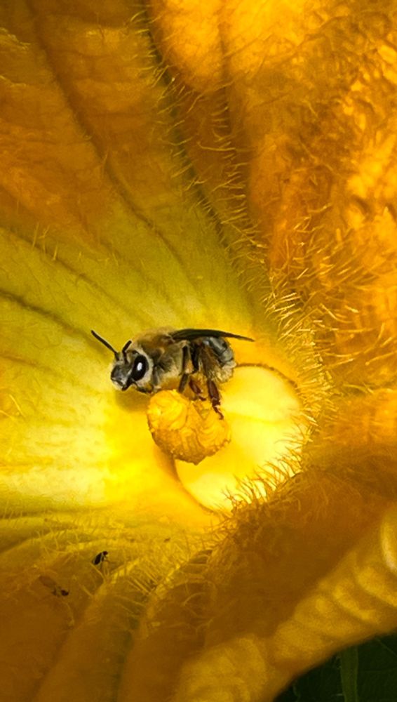 Pruinose squash bee resting inside brilliant orange yellow pumpkin flower. Early morning light hitting flower from side gives it a kind of glow. Bee has pretty fuzzy thorax, large eyes, a bit of a snout, longish antennas, and long hairs on back leg. Probably a female.