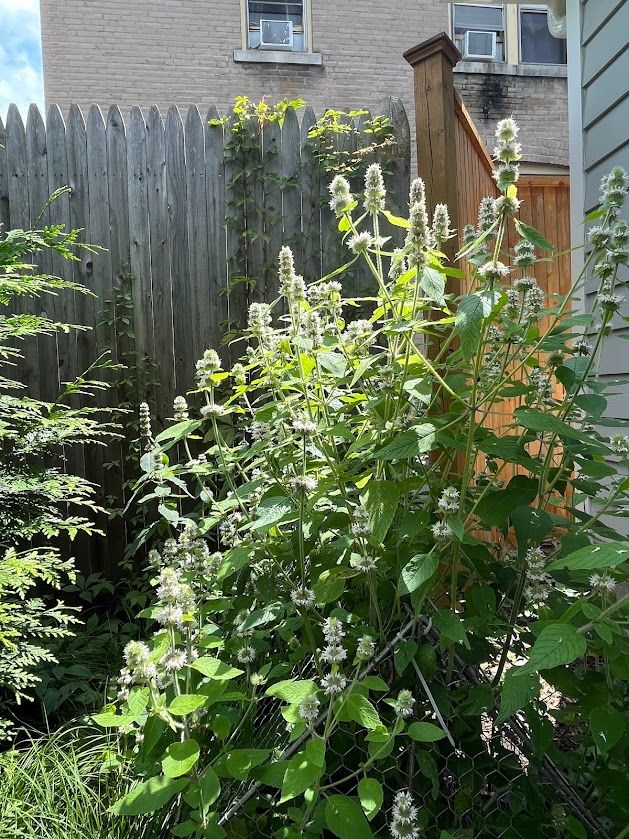 major cluster of hairy wood mint plants covered with their unique tiered flower spikes in partly shaded corner of yard with fence behind (with some native virginia creeper).  partly in sun - beautiful