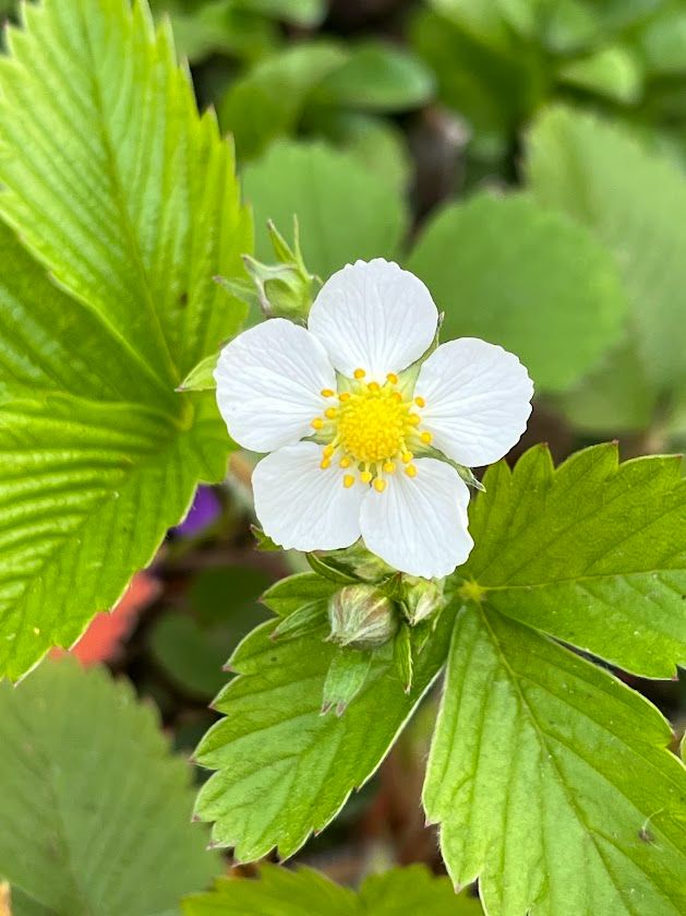 Single white flower of native wild strawberry (Fragaria virginiana) with brilliant golden-yellow center surrounded by spray of green leaves with serrated edges and small cluster of unopened flower beds.