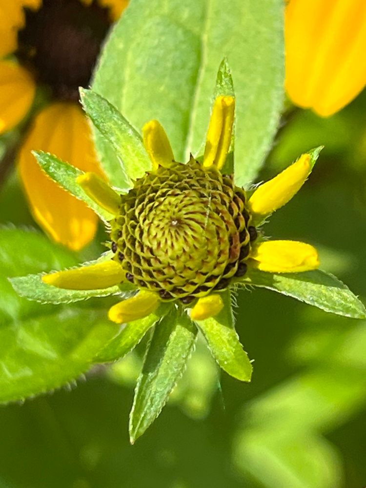 Photo of not yet opened flower bud of Rudbeckia triloba aka brown-eyed susan or three-leaved coneflower. Bud displays fascinating precise geometric pattern similar to dahlias. Center of bud is greenish brown. Yellow flower petals stick out from center’s fringe in regular pattern but also haven’t opened and remain closed rods. An irregular ring of slightly hairy green small pointy leaves (or bracts?) surrounds the bud and petals. Opened flowers can be seen as partial unfocused images in background upper left and upper right.
