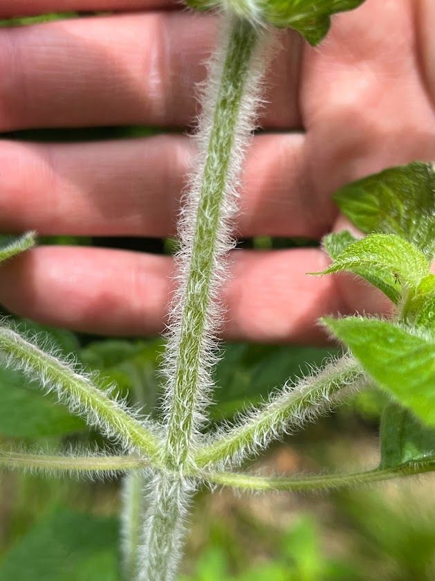 close-up of hairy wood mint stem, which is covered in many small fine white hairs that make it look like it has fur.  branching side stems (or leaf petioles?) also covered with same strong fuzz.