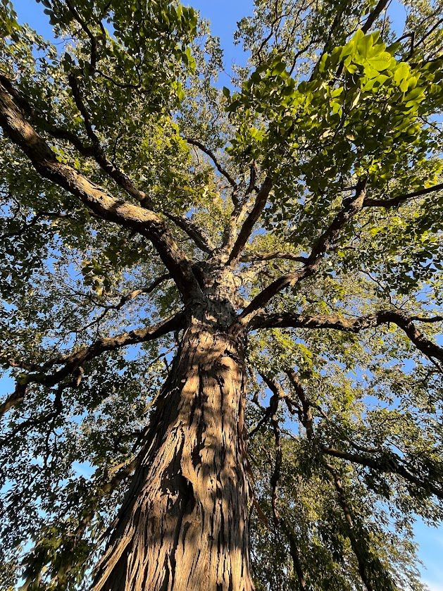 view is looking up trunk of mature Shagback hickory with shaggy bark (as its name suggests!) in mix of early evening/late summer sun and shadow with crooked snakey limbs protruding out in various directions and green-lime leaves in clusters with very blue sky behind it all.