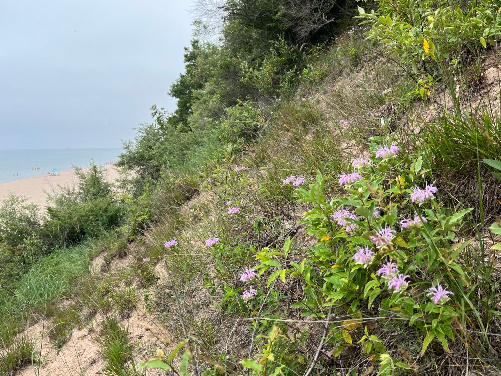 In foreground are vivid purple flowers of wild bergamot along west-facing slope of dune with Lake Michigan in background. Slope has mixture of vegetation with sand visible among clumps of dune grass and wild bergamot and other plants.