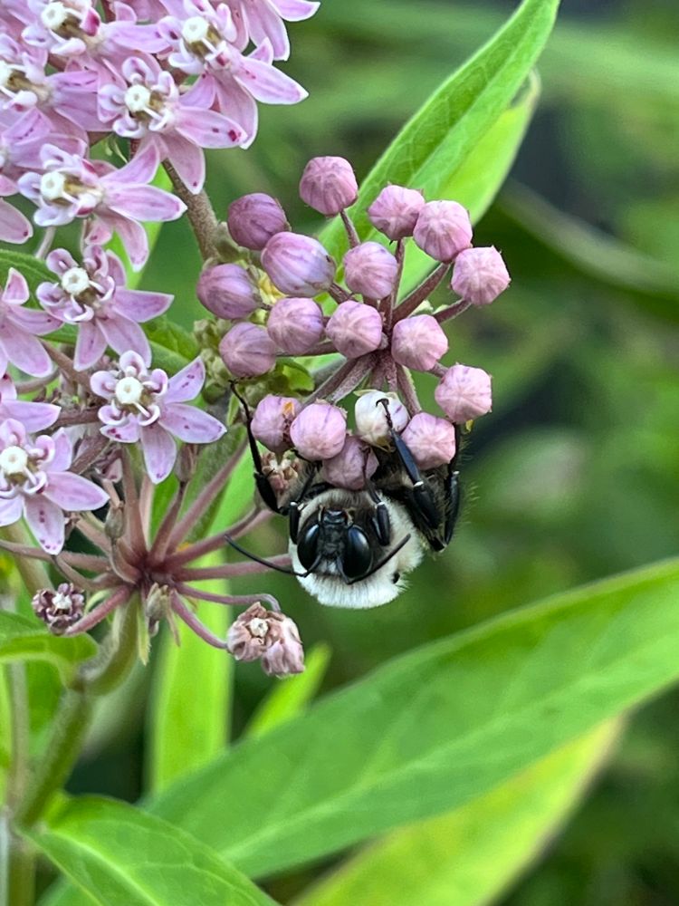 Bumblebee (guessing male common eastern) hanging upside down under cluster of pink swamp milkweed flower buds that haven’t opened yet. Some open flowers in upper left with green foliage in bottom half of pic and in background. Bumblebee’s face is looking straight ahead and is visible in detail with large shiny eyes and distinct antennas jutting out to each side. Male bumblebees often can be seen sleeping overnight on flowers, especially in late summer, because they cannot return to the nest they were raised in apparently.