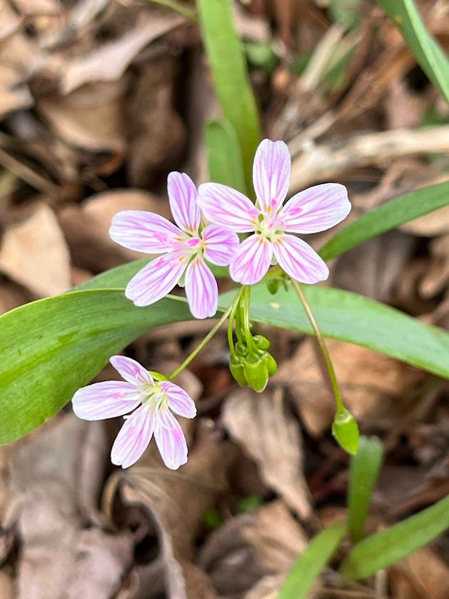 Three opened spring beauty (Claytonia virginica) flowers (white petals with striking pink veining with pink anthers) with small unopened flower bud cluster hanging below and background of leaves and spring beauty green foliage (long thin green leaves).