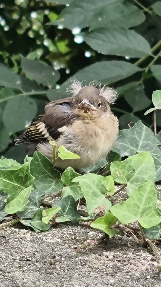 Un jeune "moineau " sur un muret posé sur du lierre 