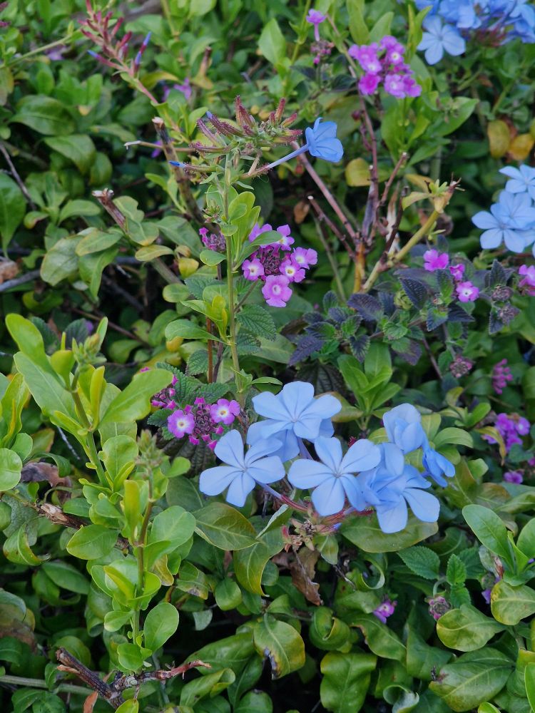 Fleurs bleus et violettes dans de la verdure 