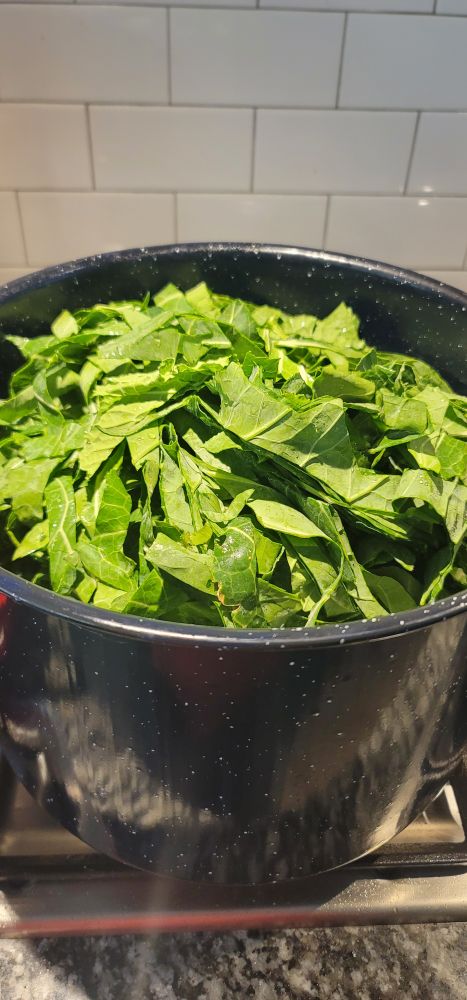 Big speckled blue stock pot full of julienned collards
