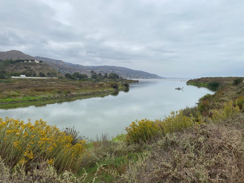 Malibu lagoon, an overcast day with yellow flowers blooming at high tide