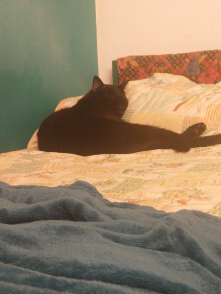 A black cat is sleeping on a human bed, his head on the pillow. The bed is entirely covered with a blanket, pillow included.