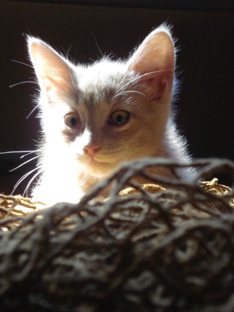 Matchka, an orange cat, in her kitten days, looking cute.
