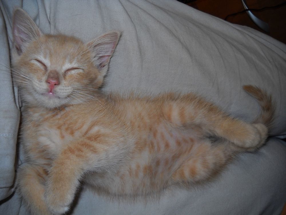 Matchka, an orange kitten, luxuriates in her person's lap on the day she was brought home in 2010.