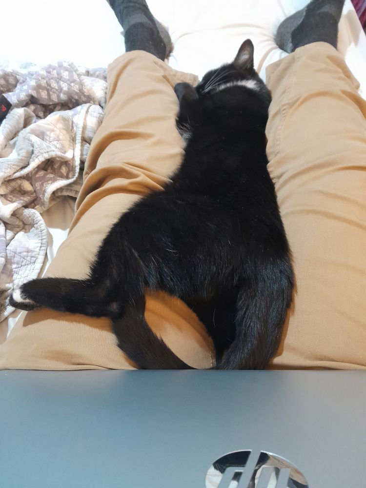 A black cat with white fur on her neck completely zonked out laying on khaki clad legs. The lower 1/4 of the picture is a chrom case of a laptop.