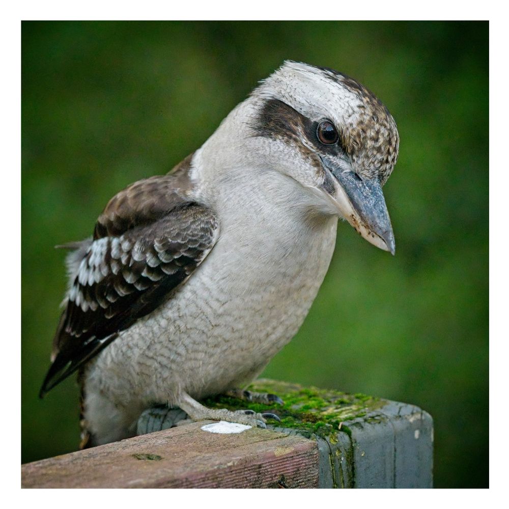A Kookaburra sitting on a fence