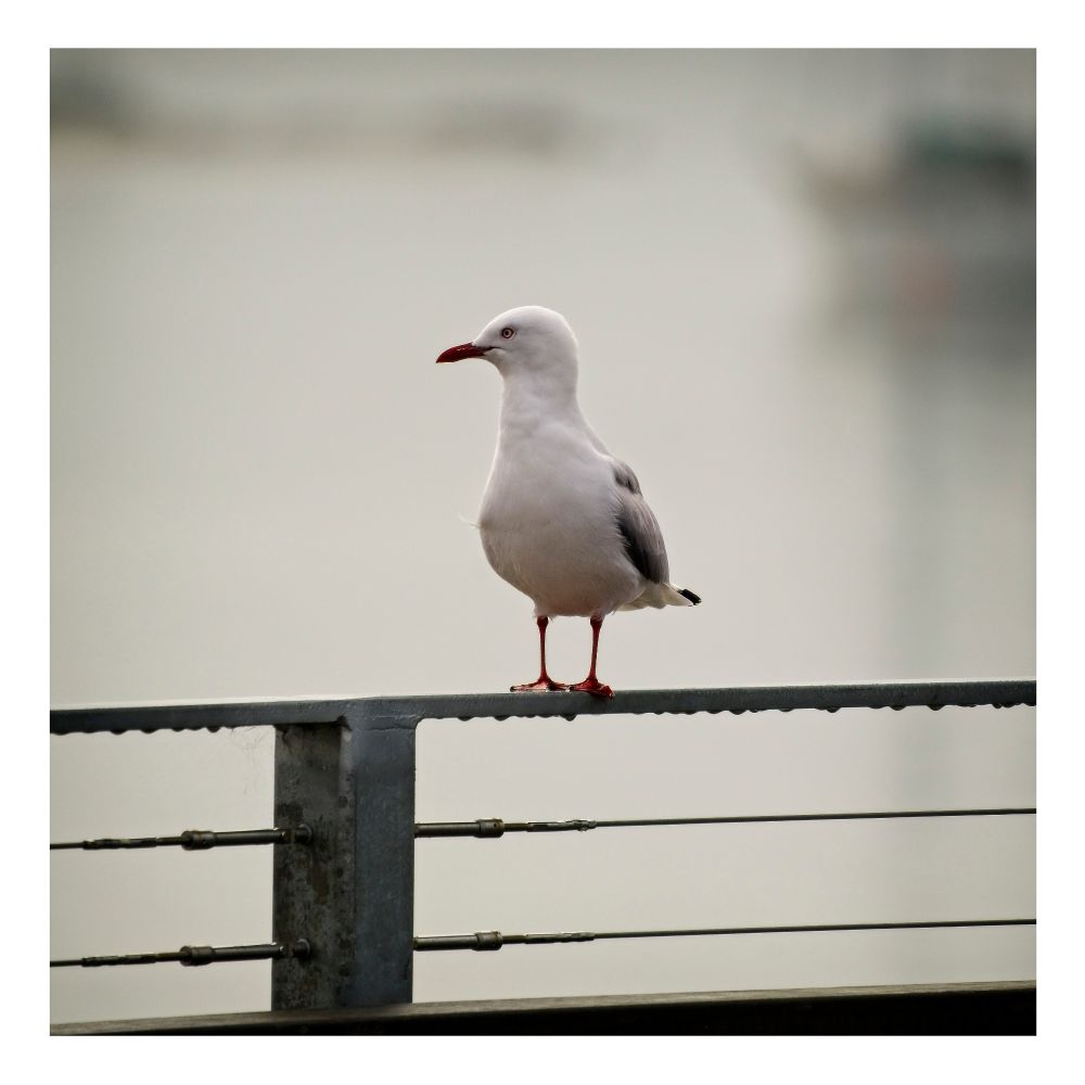A seagull enjoying their Sunday morning