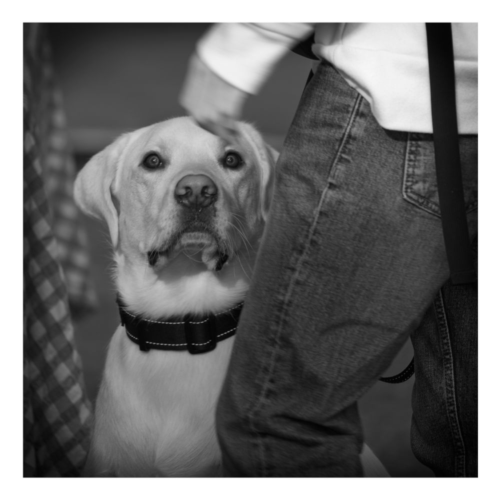 A dog spotted at the markets, being a good dog for his master