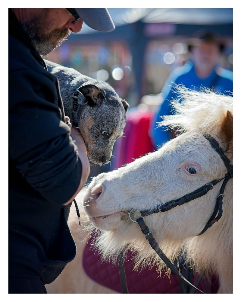 A man holding a puppy saying hi to a horse