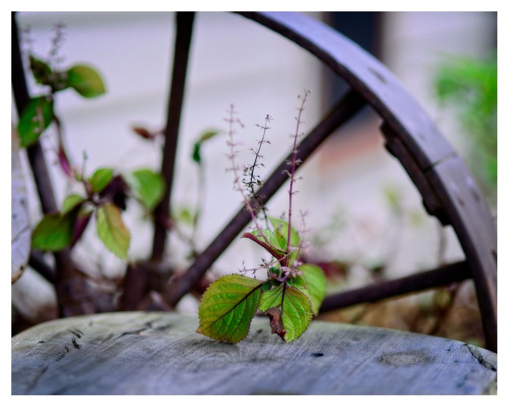 A vine makes its way onto a bench