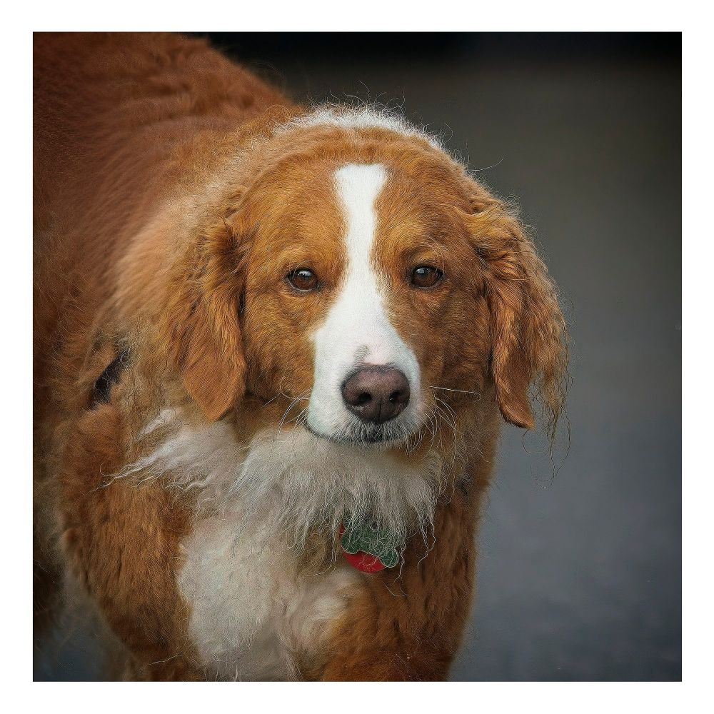 A dog spotted at the markets