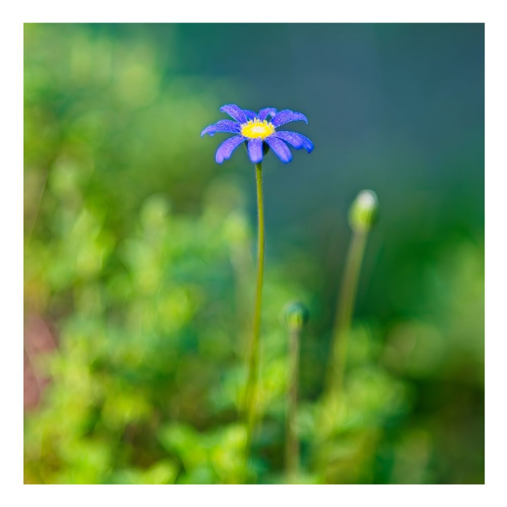 Single purple flower in the morning light