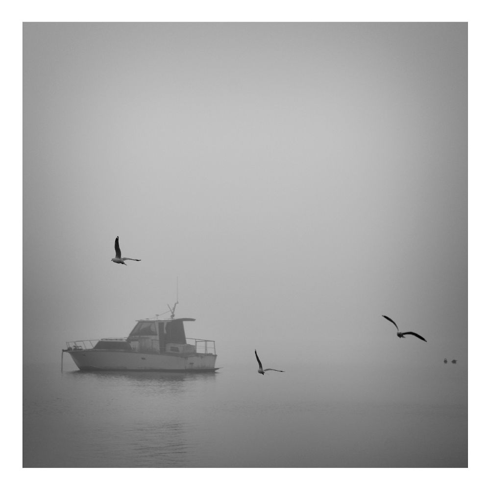 Seagulls around a boat in the fog