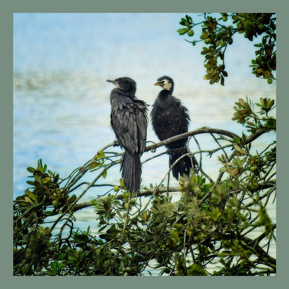 A couple of birds sitting on a branch at Western Springs, Auckland.