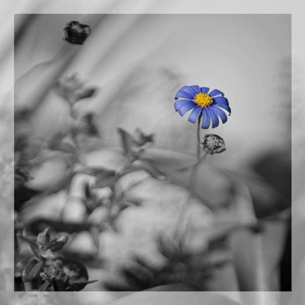 A single purple daisy in colour against a black and white background