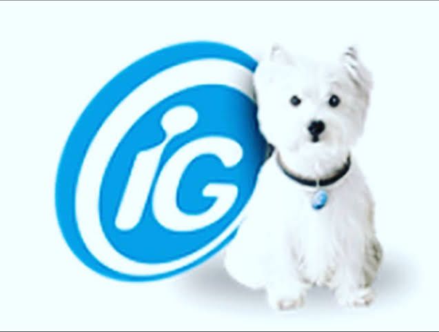 Cachorrinho maltês branco com logo do provedor de internet IG