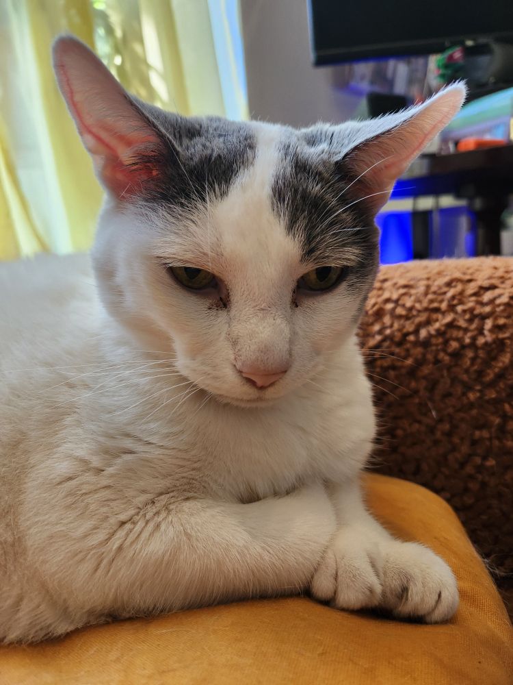 Portrait of a white and grey polydactyl cat, he is staring into the middle distance, what is he pondering?