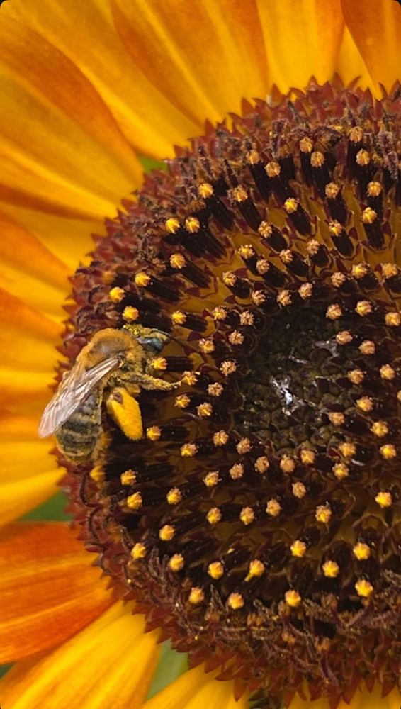 Pollen coated sunflower bee on the center of an orange and yellow sunflower. 