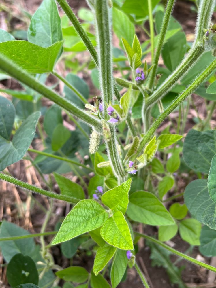 Tiny purple flowers tucked into the branching parts of the plant stems. Bright and dark leaves are clustered around them. 