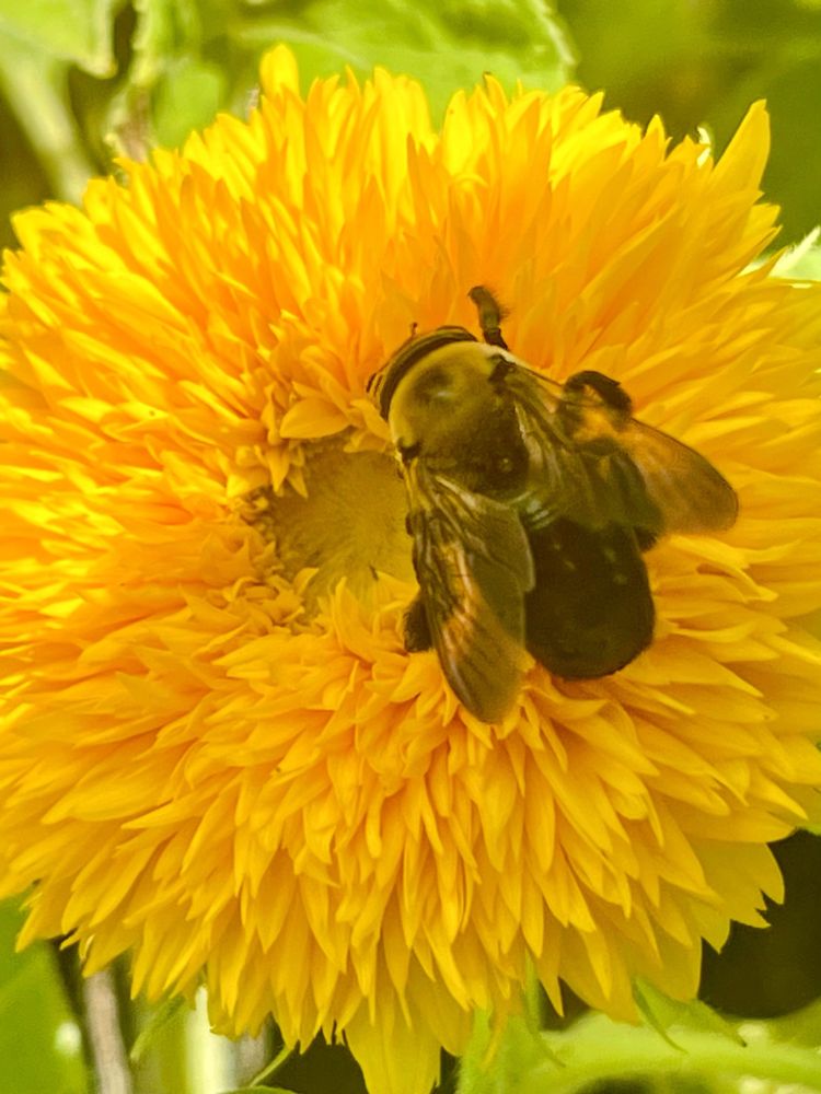 Large bee on a fluffy teddy bear sun flower.  The petals are close together and ruffled. 