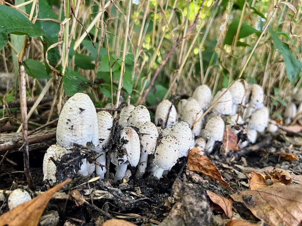 17 white mushrooms lined up with grass and vines behind them. 