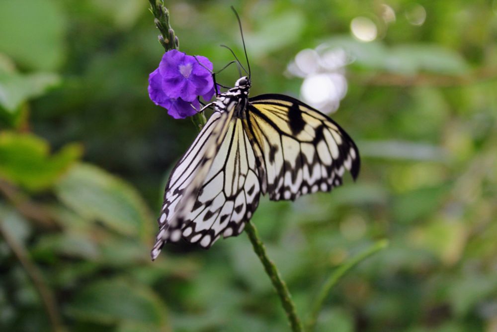 Yellow and black butterfly with closed wings on a long stem topped with a purple flower. The background is blurry with greenery. 