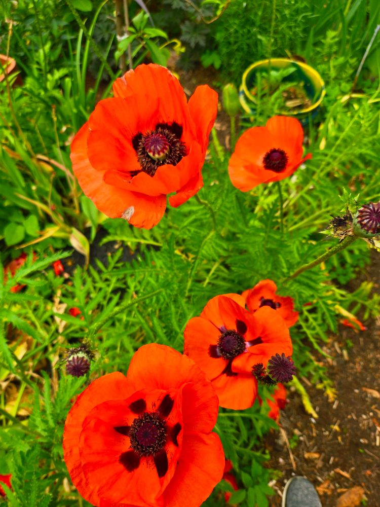Bright orange poppy flowers with green foliage and black centers