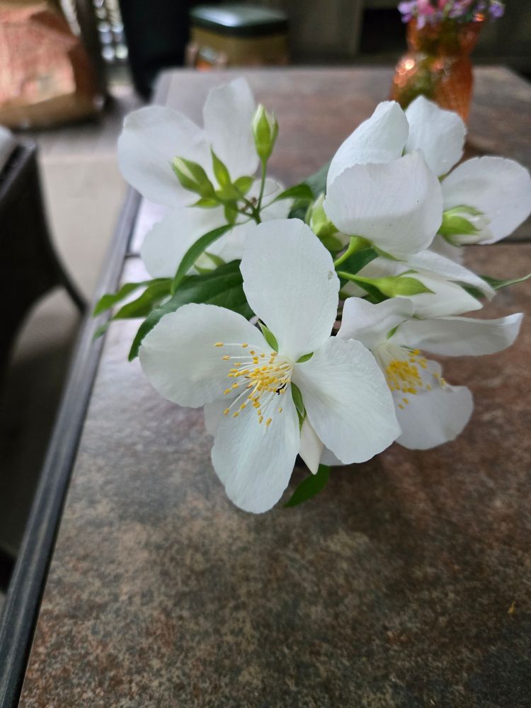 White mock orange blossoms